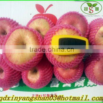 Fresh Apples/APPLES/APPLE