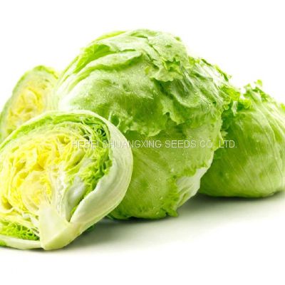 Hybrid Iceberg lettuce seeds with competitive price