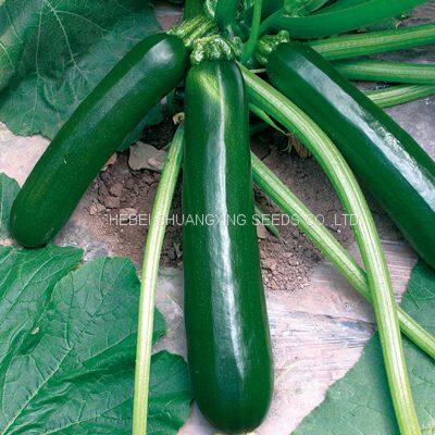 Chinese Early Maturity Dark Green Skin Hybrid Squash/zucchini Seeds