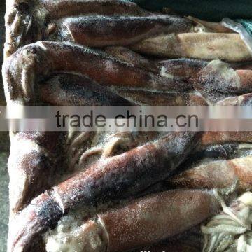 Size 150 - 200g Frozen WR Illex Squid