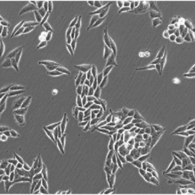 Research-grade Inverted Biological Microscope MIX60 photo-3