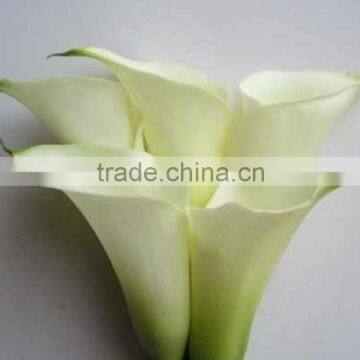 Excellent quality new coming 2016 wholesale calla lily