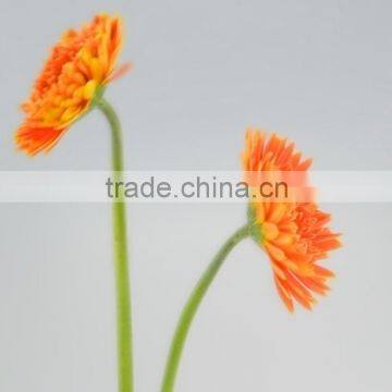 Fresh cut Golden Sun single gerbera from guangdong