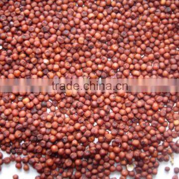 Red Sorghum