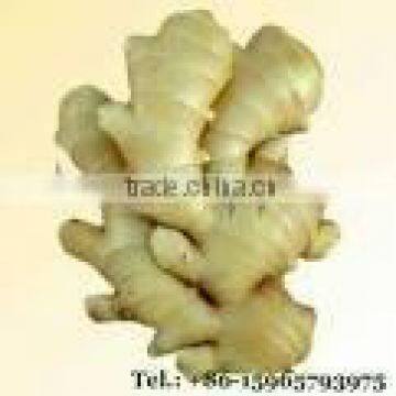 Chinese yellow ginger