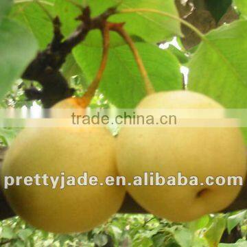 big size fresh pear