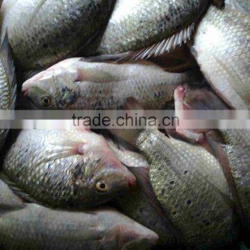 Frozen black Tilapia fish IQF