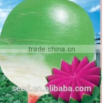 Chinese High Quality Hybrid Radish Seeds