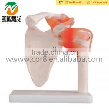 Human Anatomical Shoulder Joint Model