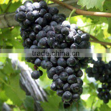 FRESH BEST INDIAN BLACK GRAPES