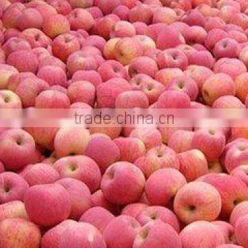 Qinguan apple