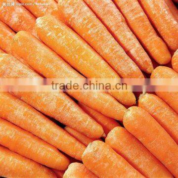 Sweet carrot for sale