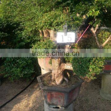 Sale Ulmus Pumila for Outdoor Planting photo-5