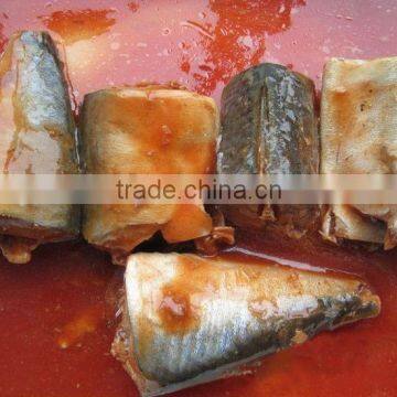 Canned Mackerel Fish in Tomato Sauce