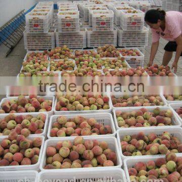 Complete Apricot Fruit Processing Line