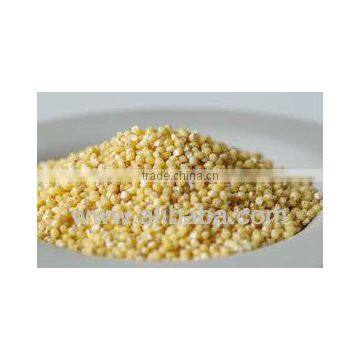 Yellow Millet from India