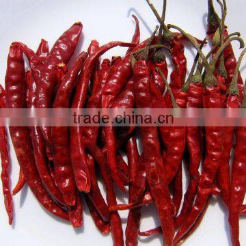 EXPORT QUALITY RED CHILI FROM INDIA