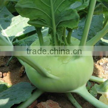 Mid early maturity strong growth green kohlrabi seeds