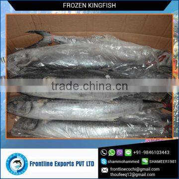 Frozen Kingfish