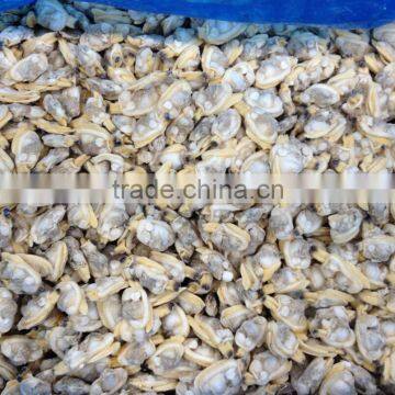 10kg Bulk Pack Yellow Clam Meat photo-2