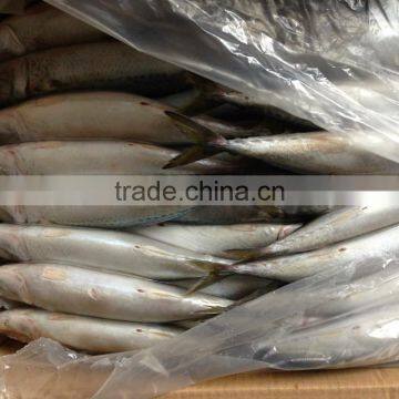 High Quanlity Product Pacific Mackerel photo-3