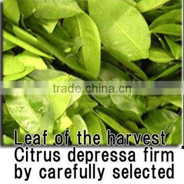 High Quality Herbal Slimming Tea Baby Spoon at Reasonable Prices Small Lot Order Available photo-3