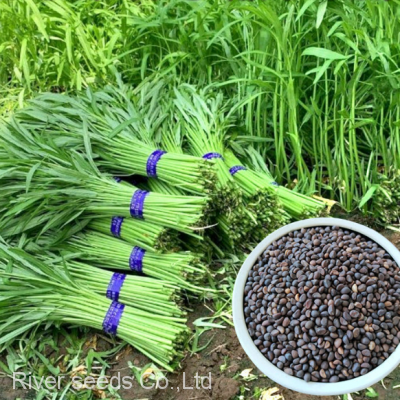 500g China hotsale tropical vegetable seeds bulk rau muong seeds for sale