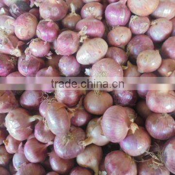 2015 New Crop Fresh Red Onion Price