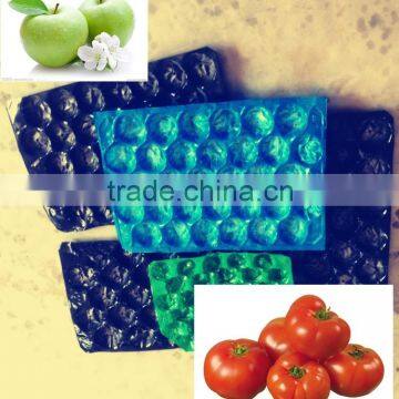 Laizhou supply PP kiwi punnet fruit tray