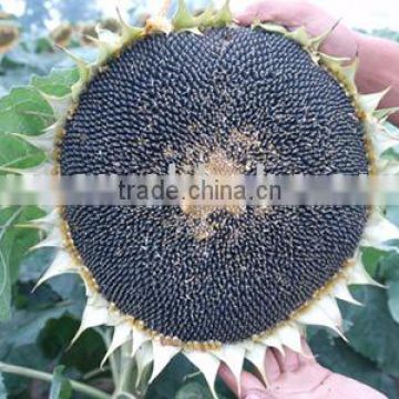 black sunflower seeds sale for planting YKXNUA1