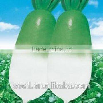 SX No.1 Chinese green head Radish Seeds