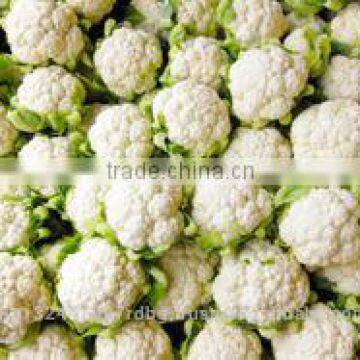 fresh Cauliflower exporters/gobi suppliers in india/fresh vegetables export