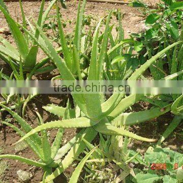 Aloe Vera, Rare plant, the herbs remedies from Indonesia