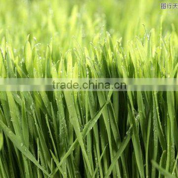 Super Absorbent Polymer Powder for Agriculture Planting photo-6