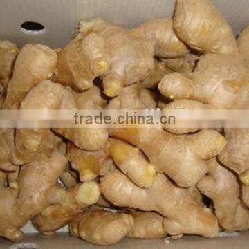 New crop cinnamon turmeric ginger with high quality