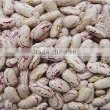 we Are Supplying Speckle Kidney Beans for Sale