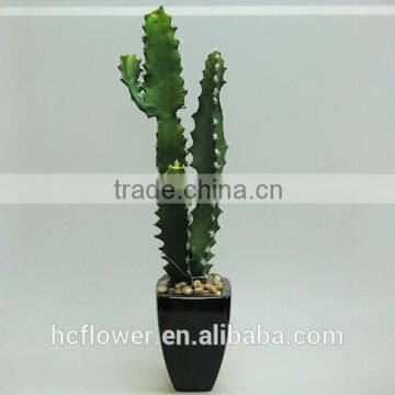 High quality potted plant cactus for garden decorating