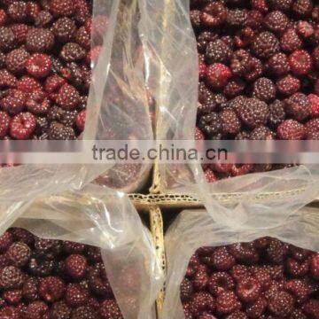 Iqf Blackberry (Grade A)