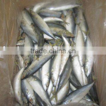 Frozen Mackerel From West of Pacific Ocean photo-3