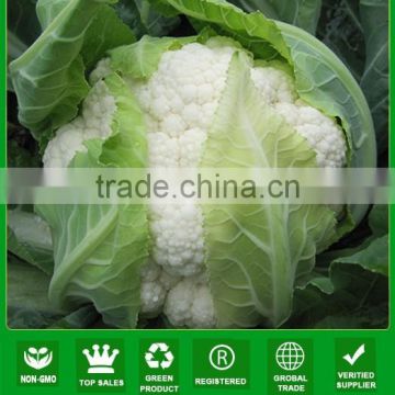 MCF11 Changfu snowy white flower hybrid cauliflower seeds f1