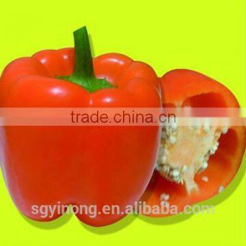 Early maturity strong antivirus orange sweet pepper seeds Julia