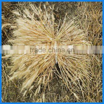 2017 Hot Sale Mini Reaper Binder-combine Harvester photo-6