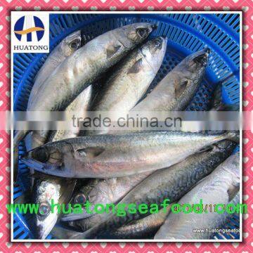 pacific mackerel frozenb fish