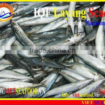 IQF LAYANG SCAD WHOLE ROUND photo-4