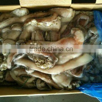 Frozen Giant Squid Peru Size 2kg Tentacles photo-4