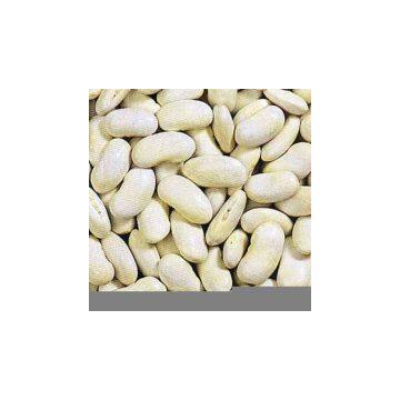 Sell White Kidney Bean