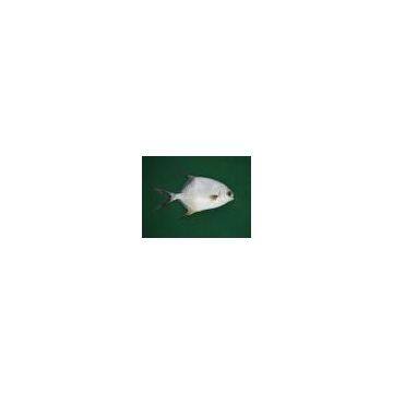 Sell Frozen Seafood : Golden Pompano (China (Mainland))