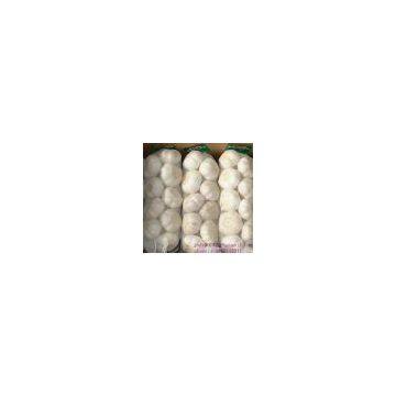 Normal White Garlic photo-2