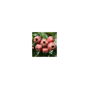 Hawthorn Berry Extract/Crataegus Pinnatifida