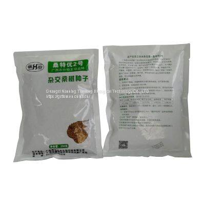 Mulberry Seeds Mulberry Tree Seedling Guangxi Sang te You 2 Mulberry for Sericulture photo-2